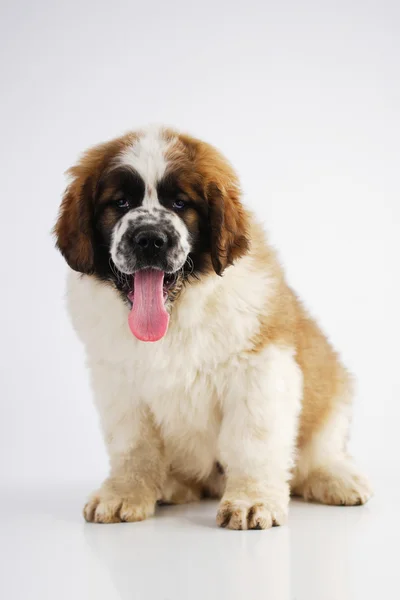 Saint bernard welpe — Stockfoto