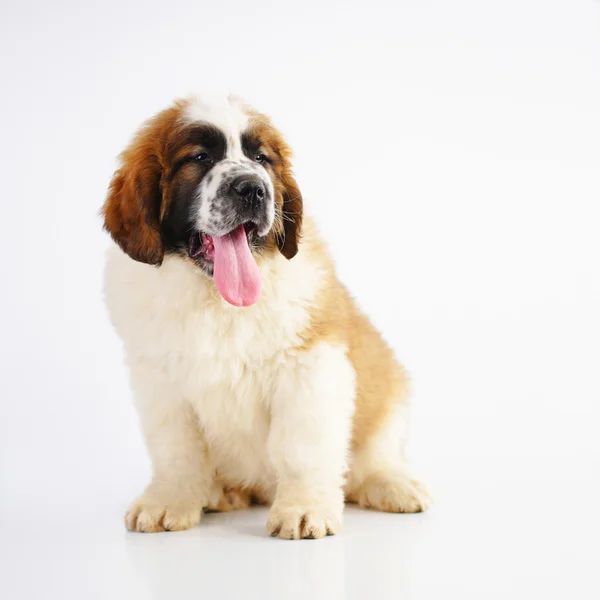 Saint Bernard puppy — Stockfoto