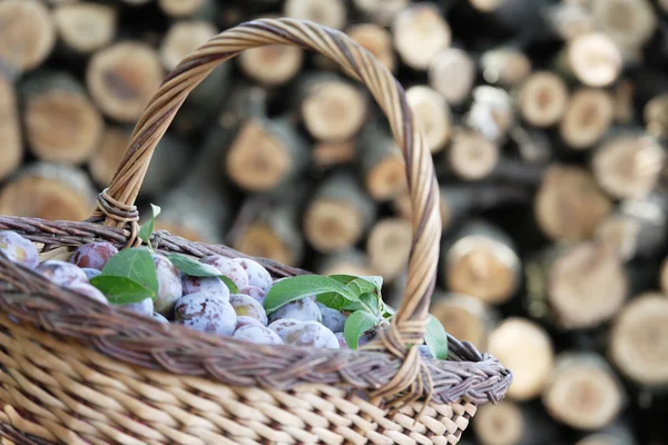 Prunes dans un panier — Photo