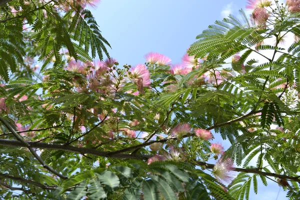 Blooming acacia — Stock Photo, Image