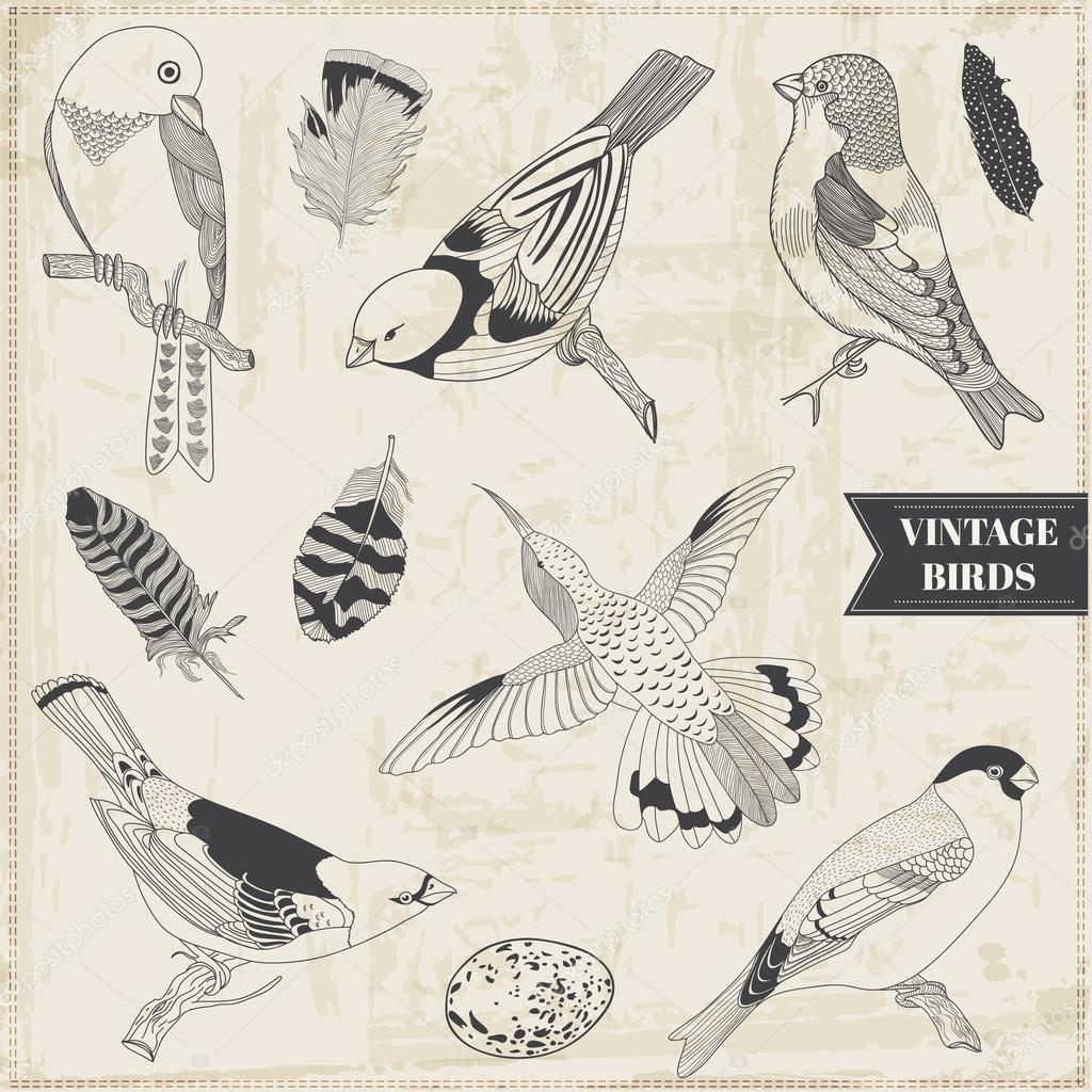 Vector Set: Calligraphic Hand drawn Birds