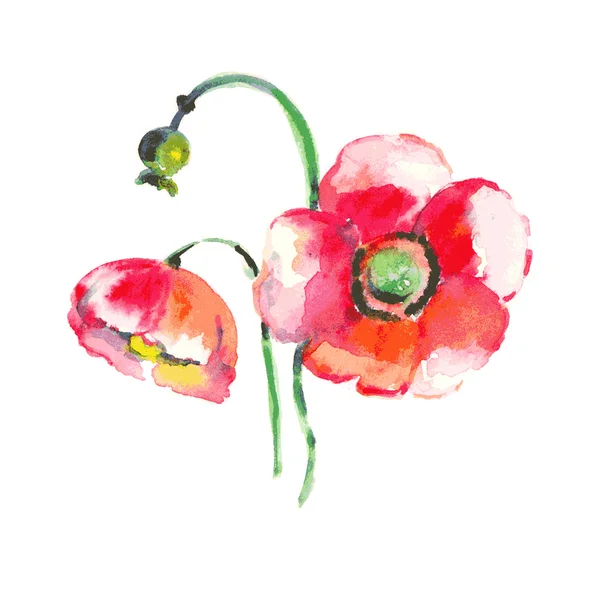 Fleur de pavot aquarelle - en vecteur — Image vectorielle