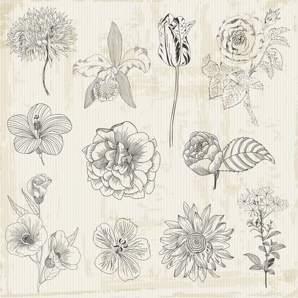 Hermosos elementos florales - Flores retro dibujadas a mano, hojas — Vector de stock