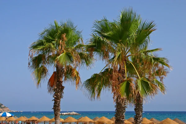 Três palmeiras na praia — Fotografia de Stock