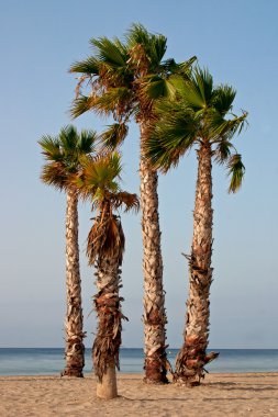 plajda dört palmtrees