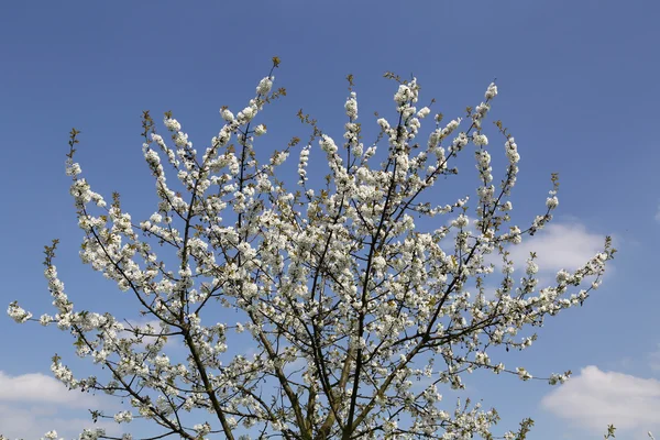 Apple Blossom - 15 — Stock Photo, Image