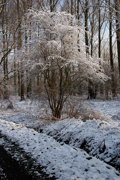 Paisagem de Inverno - 07 — Fotografia de Stock