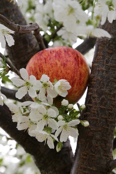 Apple Blossom - 17 — Stock Photo, Image