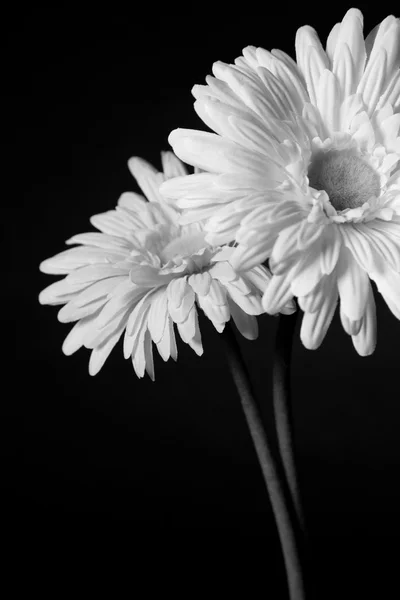 Witte bloemen - 01 — Stockfoto