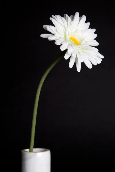 Белые цветы - 04 — стоковое фото