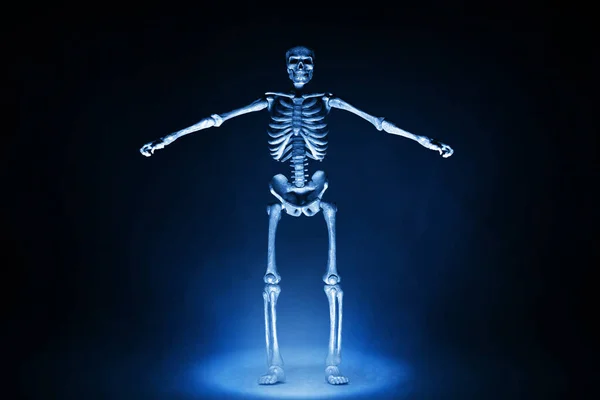 Скелет Людини Темному Тлі — стокове фото