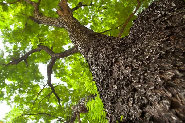 Under the tree. — Stock Photo, Image