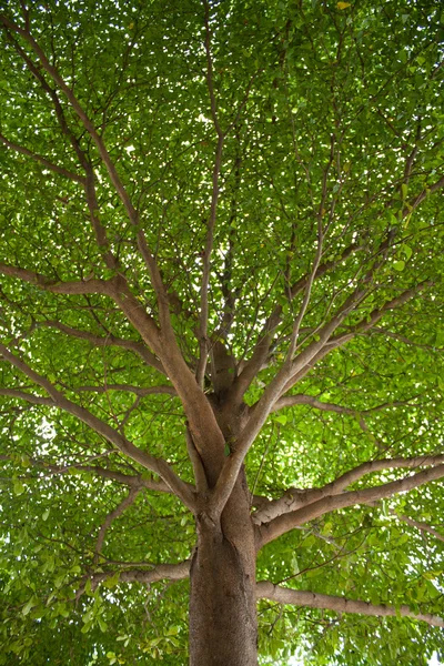 Under the tree. — Stock Photo, Image
