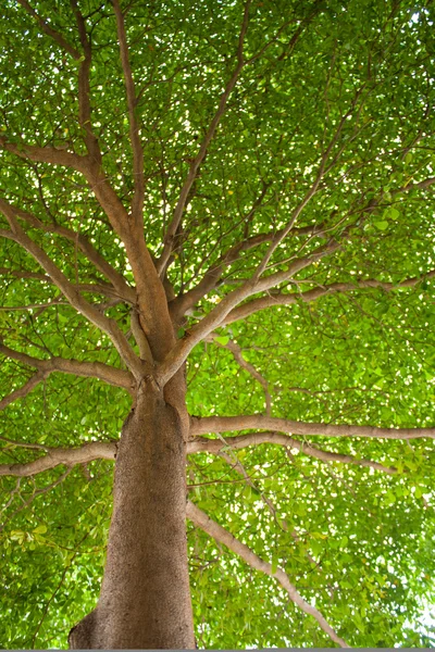 Sotto l'albero . — Foto Stock