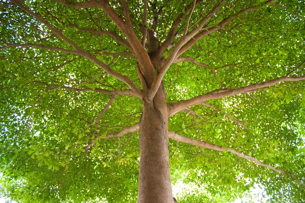 Bajo el árbol . —  Fotos de Stock