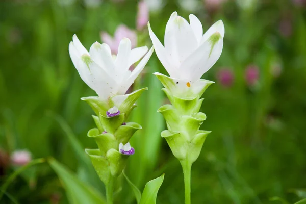 Tulips of Thailand. — Stockfoto