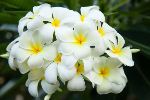 Bukett vita blommor. — Stockfoto