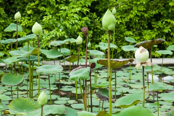 Lotus lilie. — Stock fotografie