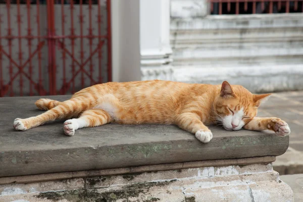 A cat lying. — Stock Photo, Image