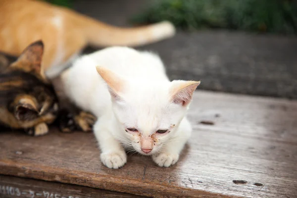 Gattino bianco . — Foto Stock