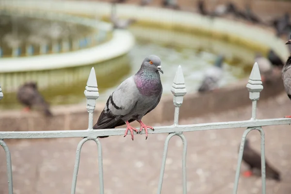 Een van de duiven. — Stockfoto