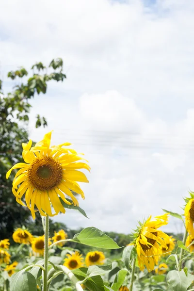 Girasol — Foto de Stock