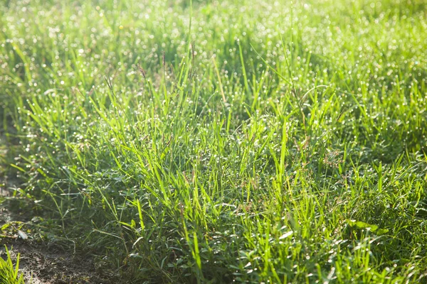 Gräs på fältet. — Stockfoto