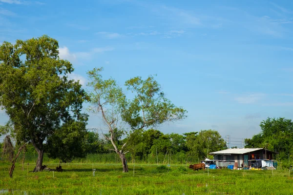 Casa de campo en un prado . —  Fotos de Stock