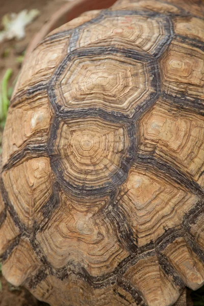 Large turtle — Stock Photo, Image