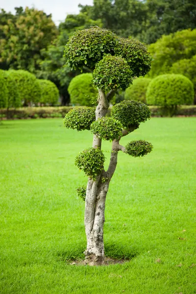 Decorazioni albero . — Foto Stock