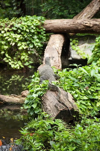 Jaszczurka — Zdjęcie stockowe