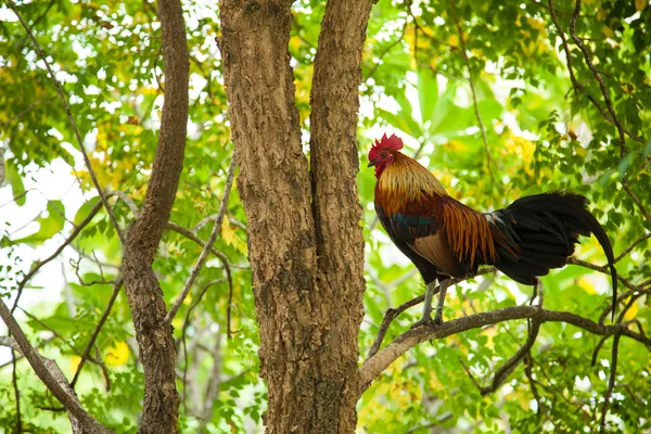 Cock — Stock Photo, Image