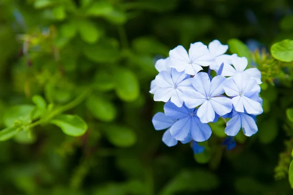 蓝色的花. — 图库照片