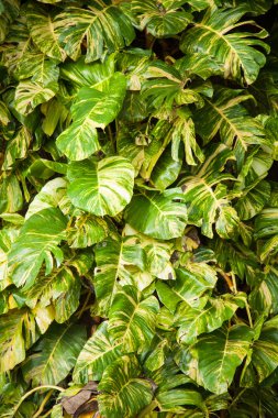 büyük yaprakları.