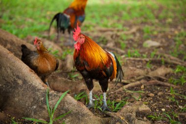 tavuğu sürüleri zor.