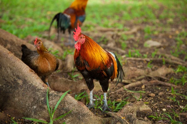 Chicken flocks are tricky. — Stock Photo, Image