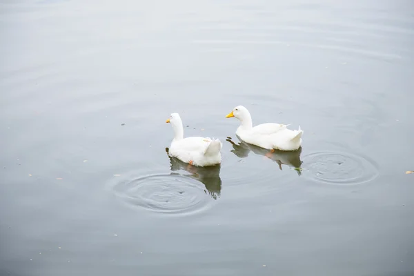 Patos estão nadando na água . — Fotografia de Stock