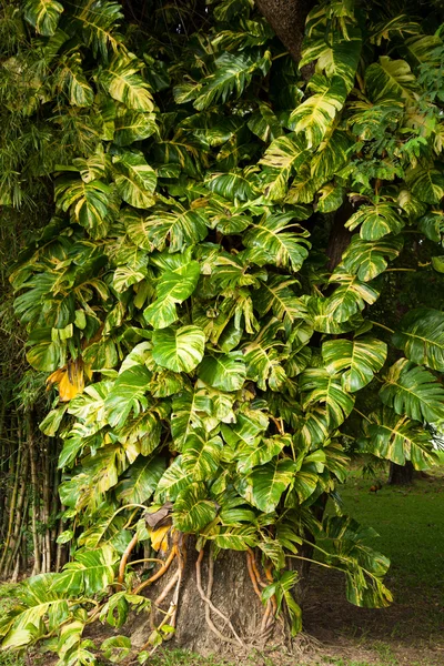 Große Blätter. — Stockfoto