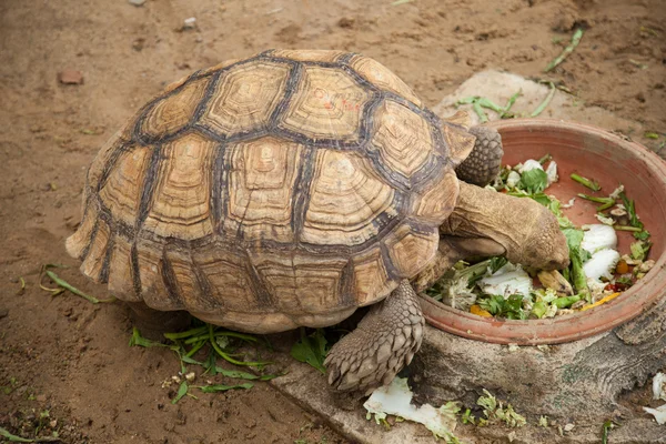 Large turtle — Stock Photo, Image