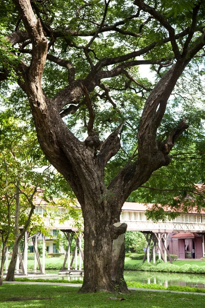 Μεγάλο δέντρο — Φωτογραφία Αρχείου
