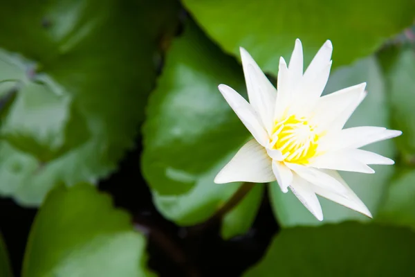 Lotus blanc . — Photo