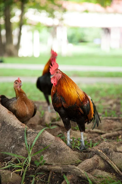Chicken flocks are tricky. — Stock Photo, Image