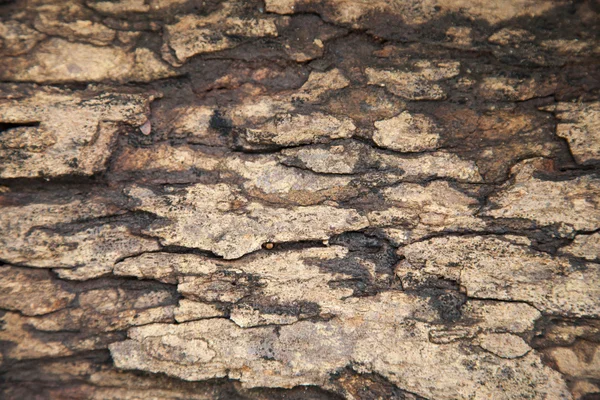 Holzoberfläche. — Stockfoto