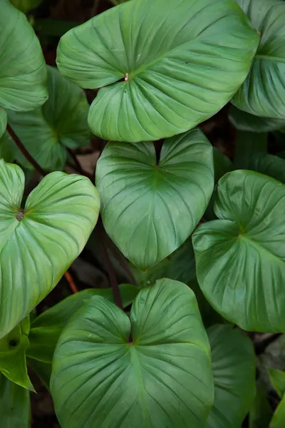 Stora blad. — Stockfoto