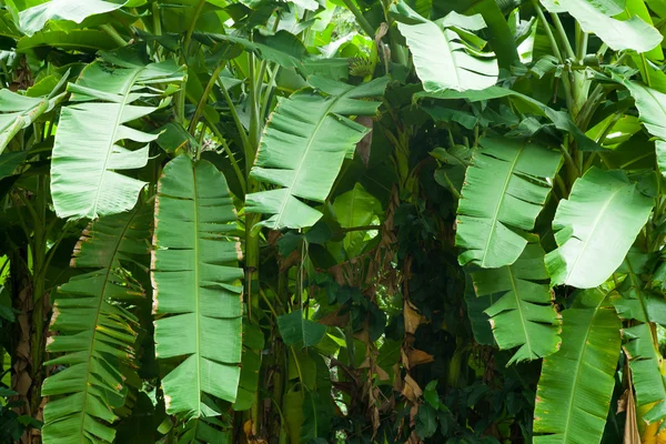 Folhas de banana . — Fotografia de Stock