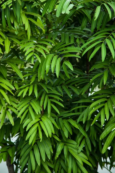 Bladeren van de boom. — Stockfoto