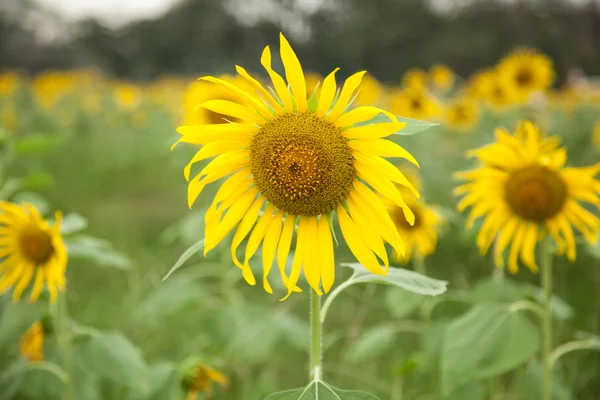 Girasole — Foto Stock