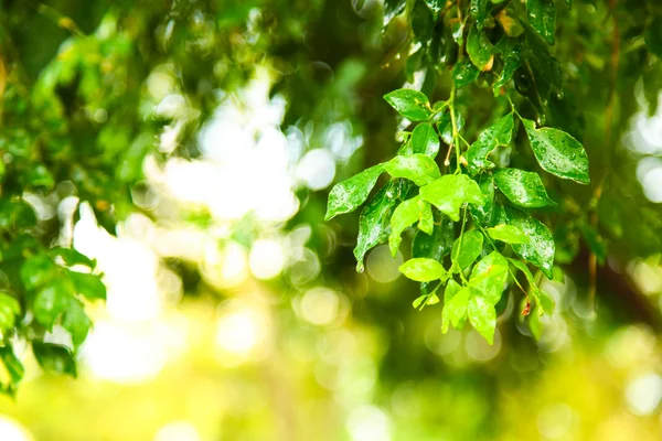 Fresh leaves. — Stock Photo, Image