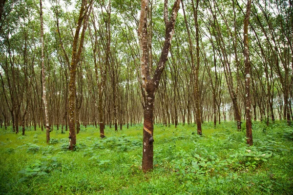 Rubber bomen. — Stockfoto