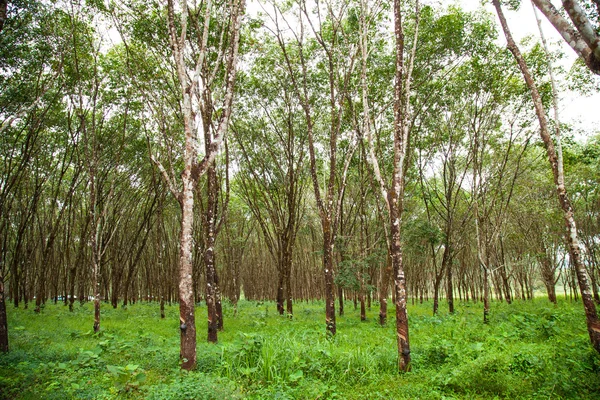 Rubber trees. — Stock Photo, Image